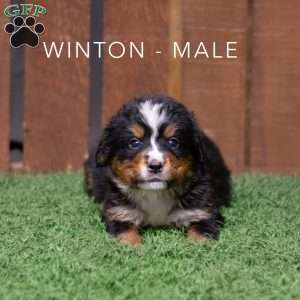 Winton, Bernese Mountain Dog Puppy